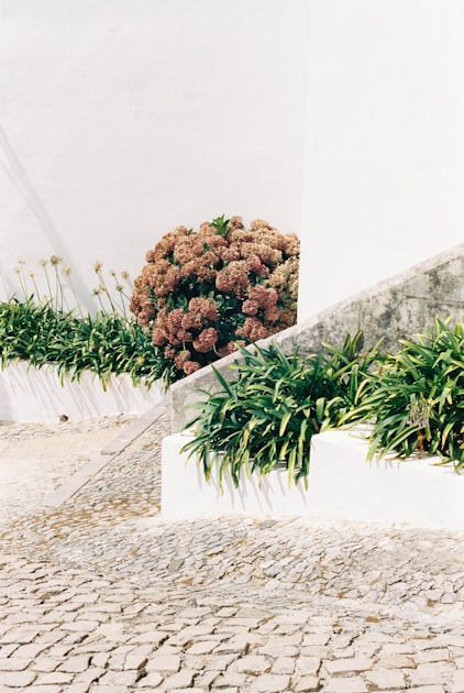 Essential Tips for Garden Care